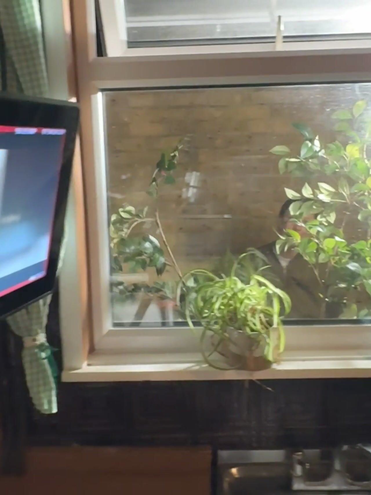 A camera monitor beside a kitchen window with potted plants on the sill, a man's face partly visible through the foliage outside.